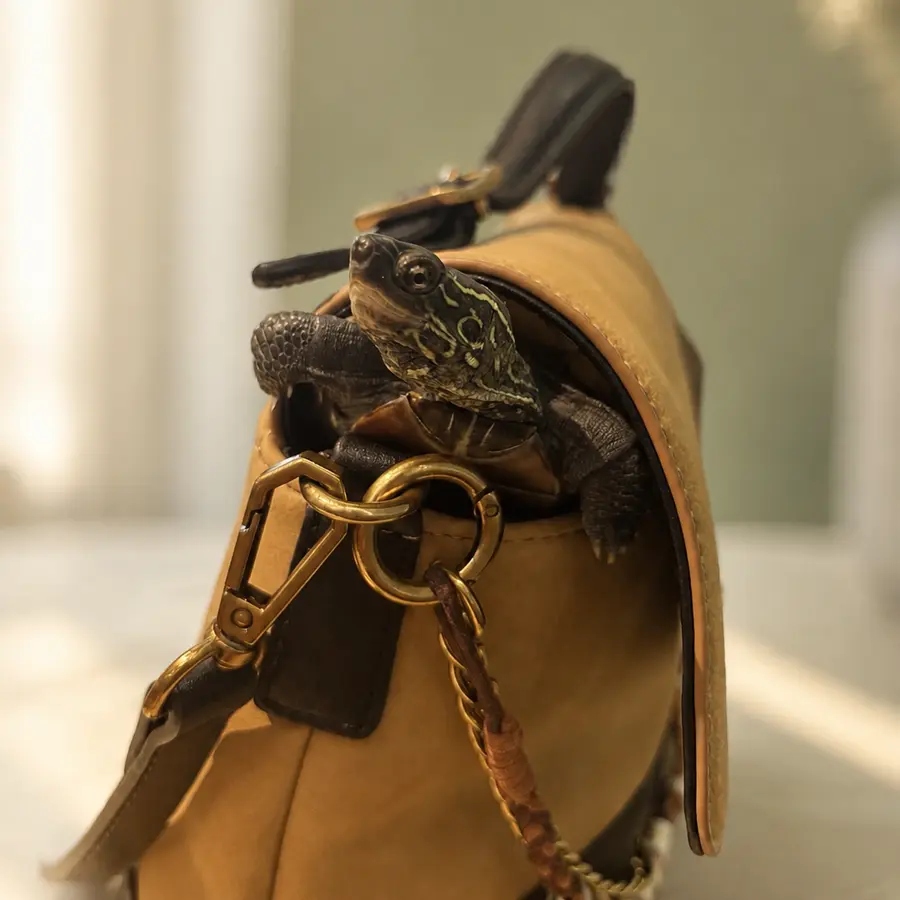 Azi looking upward from Pingyang's handbag